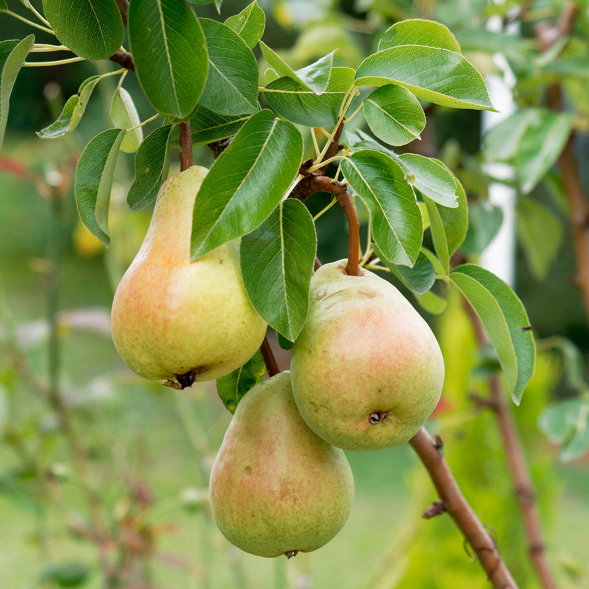 Poirier Beurré Alexandre Lucas - Willemse