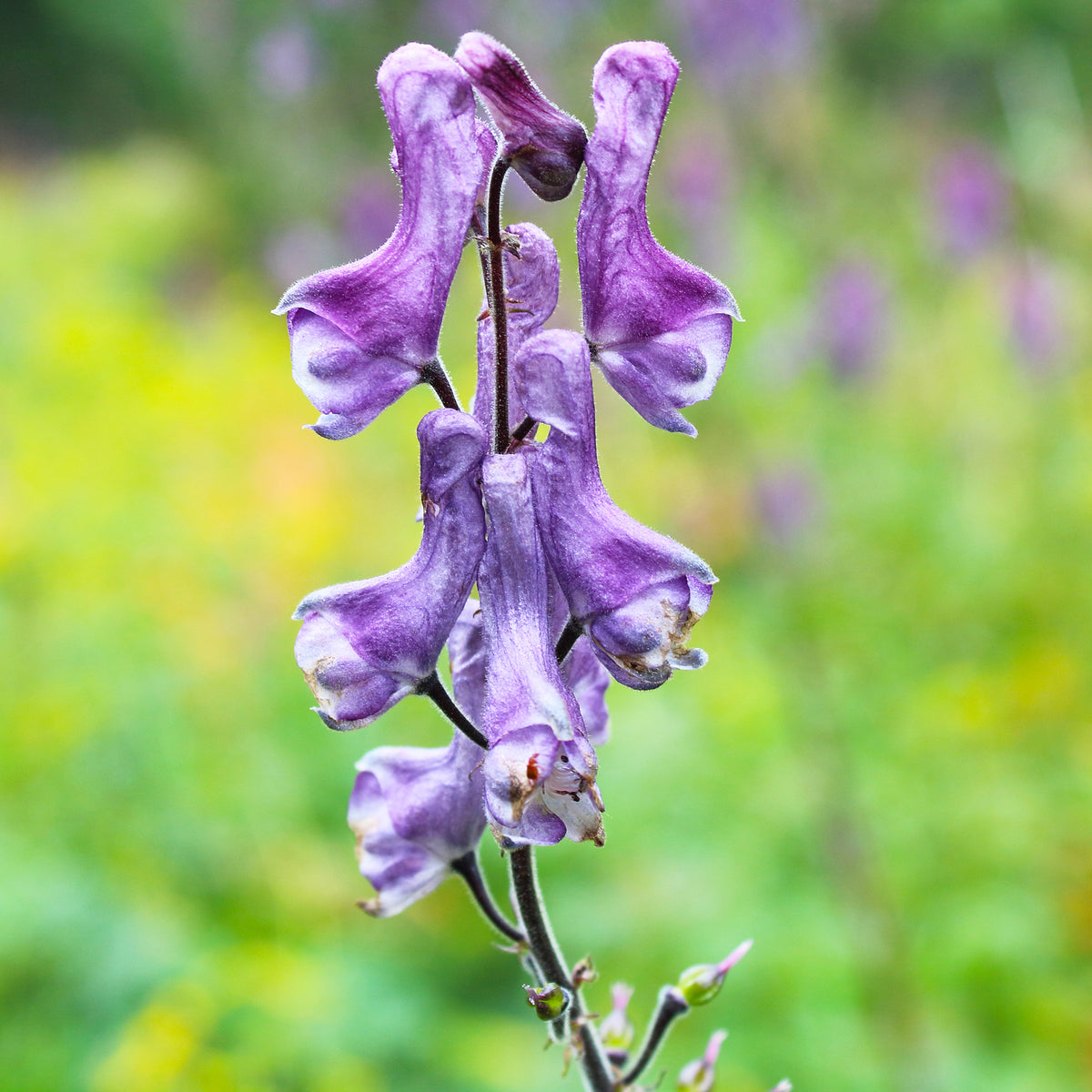 Aconit Purple Sparrow - Aconitum hybride purple sparrow - Willemse
