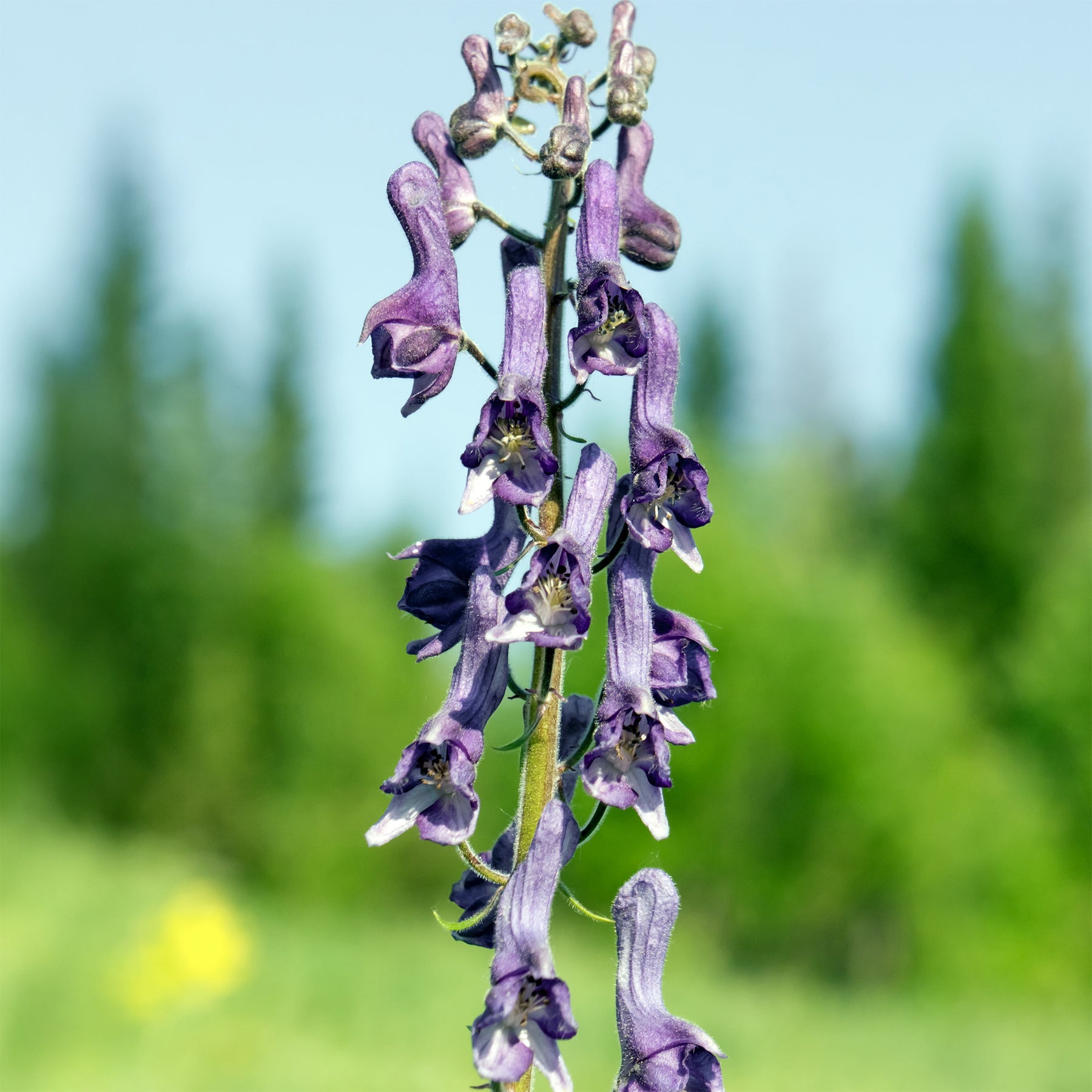 Aconitum hybride purple sparrow - Aconit Purple Sparrow - Aconit