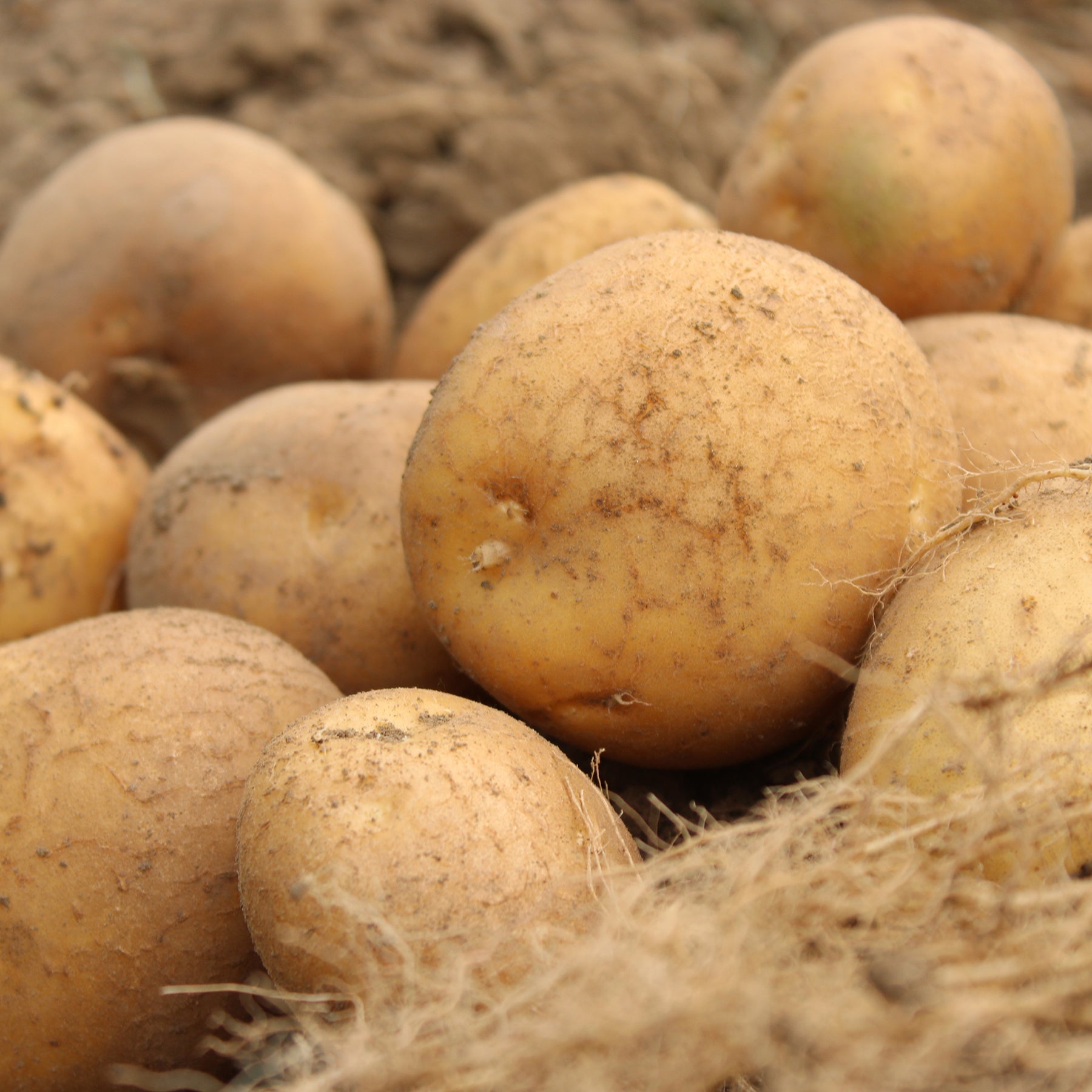 25 Pommes de terre Wilja