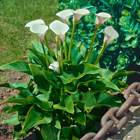 Zantedeschia aethiopica - Arum blanc - Calla - Plantes de berges