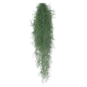 Tillandsia usneoides - Mousse espagnole - Tillandsia usneoides - Plantes fleuries