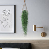 Tillandsia usneoides - Mousse espagnole - Willemse