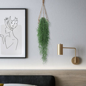 Tillandsia usneoides - Mousse espagnole - Willemse
