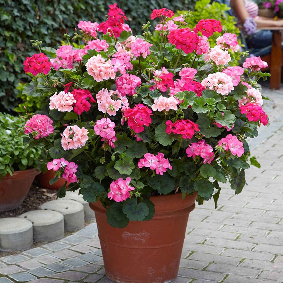 Géranium Pelargonium zonale rose