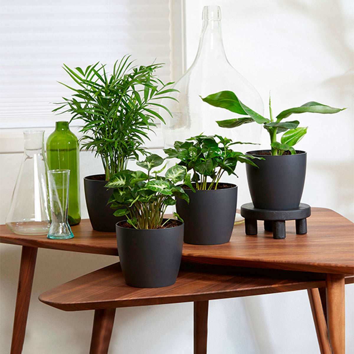 Plantes d'intérieur tropicales et ses cache-pots gris ELHO