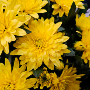 Chrysanthème strié jaune et orange - Chrysanthemum indicum - Willemse