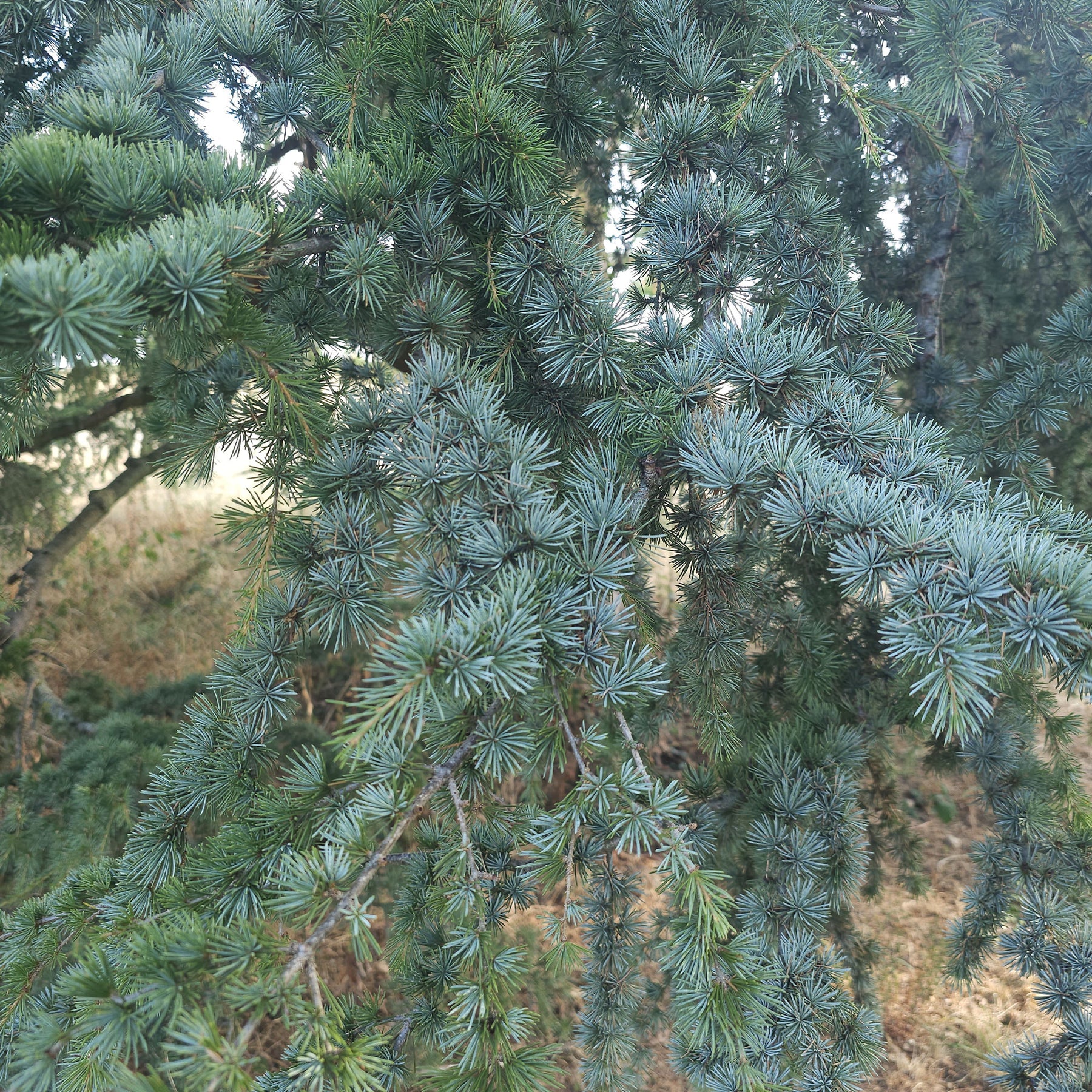 Conifères - Cèdre bleu de l'Atlas - Cedrus atlantica glauca