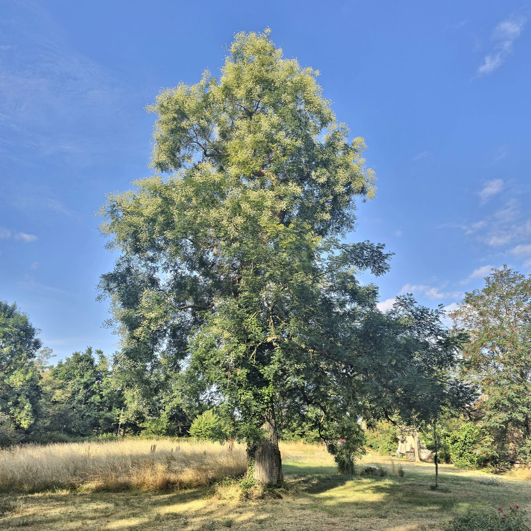 Sophora du Japon - Willemse