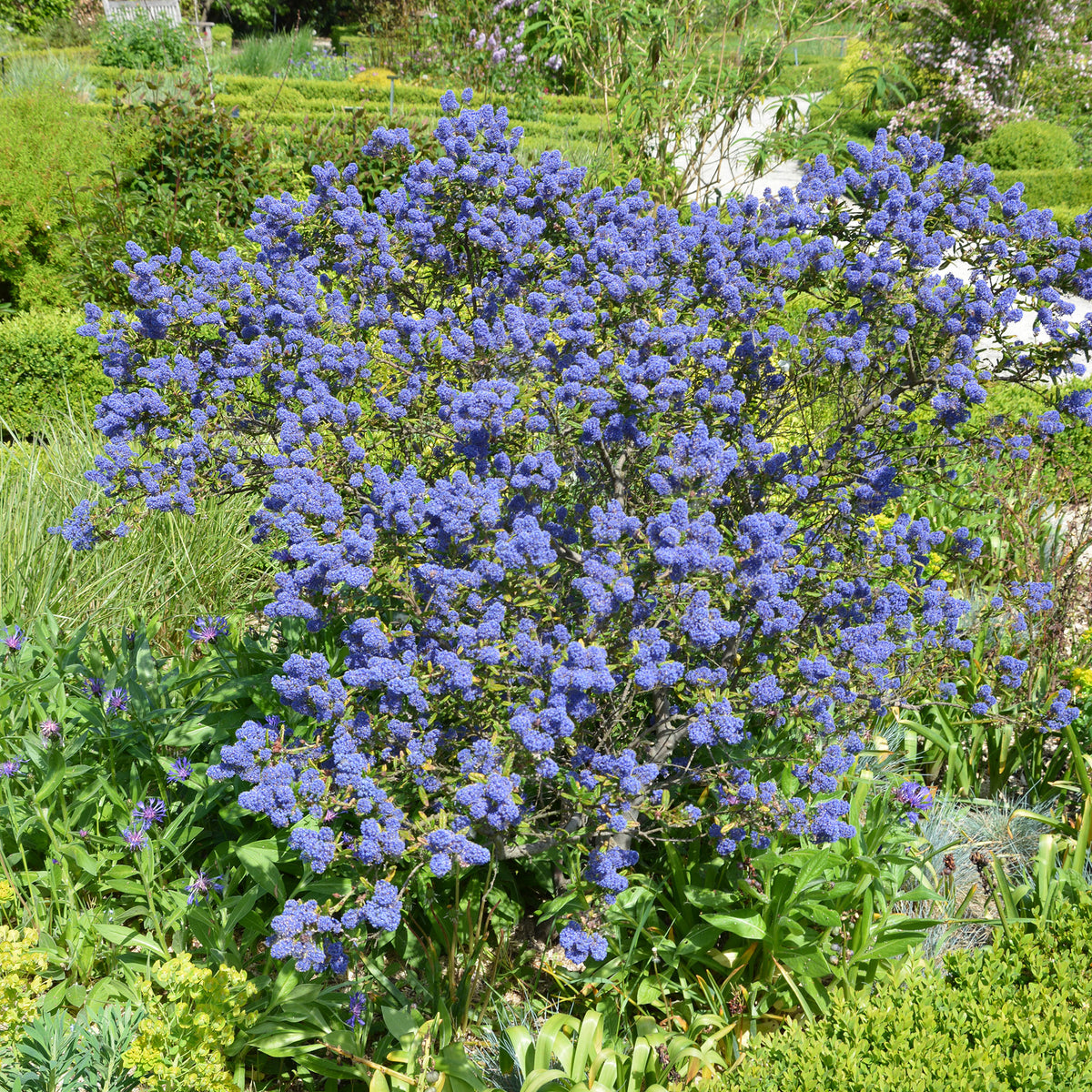 Céanothe Concha - Ceanothus Concha - Willemse