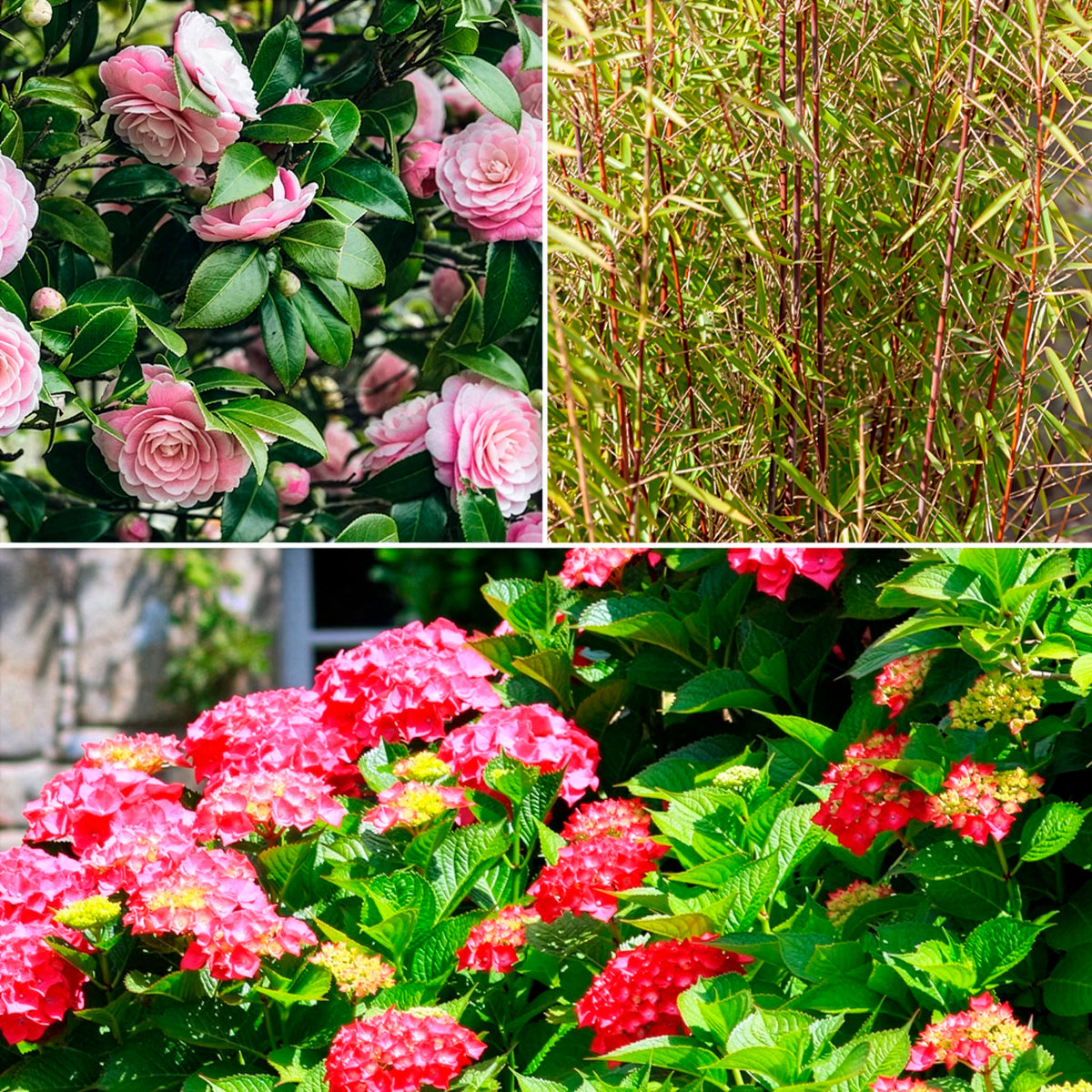 Collection de 3 arbustes d'ombre : hortensia, camélia, bambou - Willemse