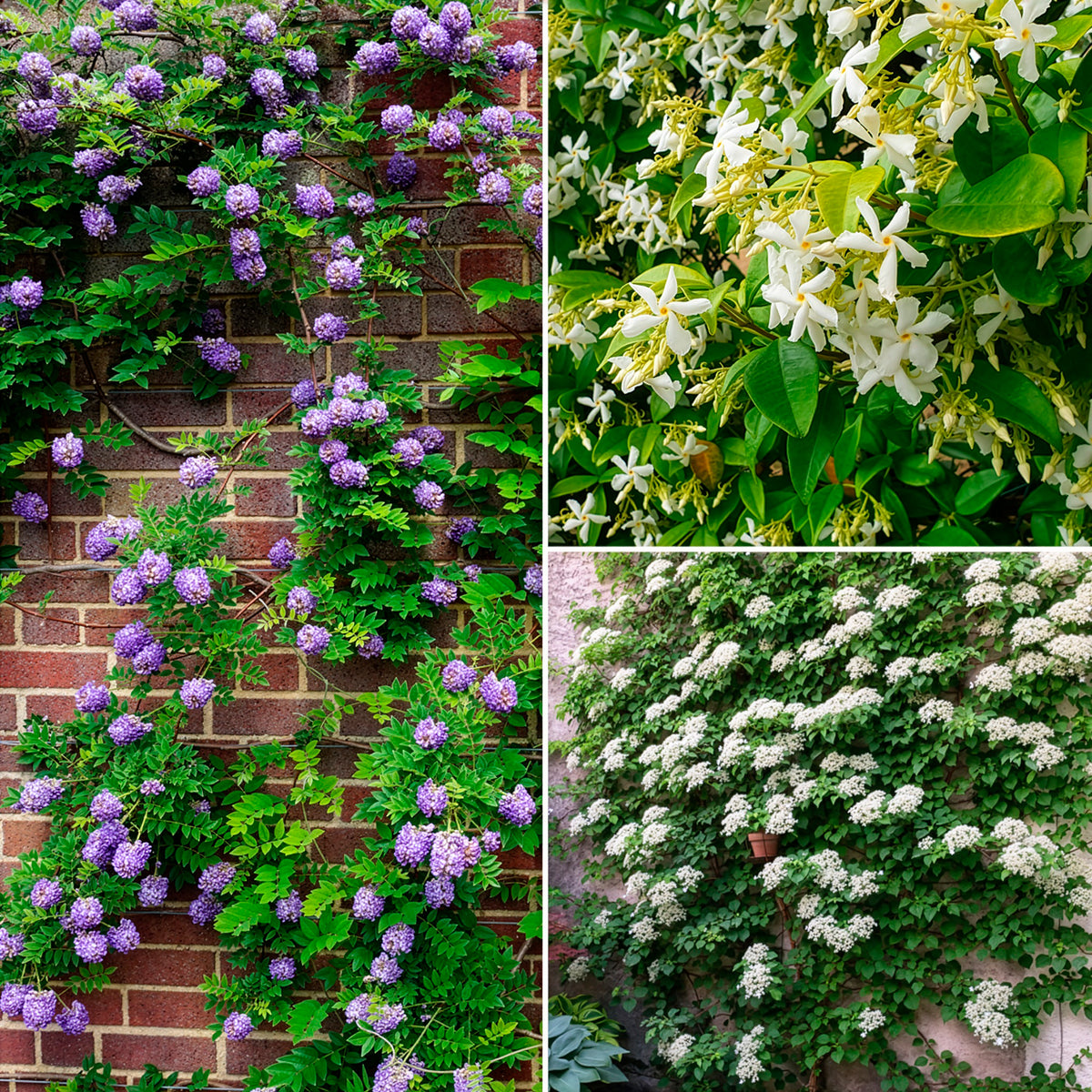 Collection de 3 grimpantes : jasmin, glycine, hortensia grimpant - Willemse