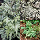 Fougères d'ombre au feuillage coloré - Willemse