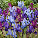25 Iris miniatures en mélange - Willemse