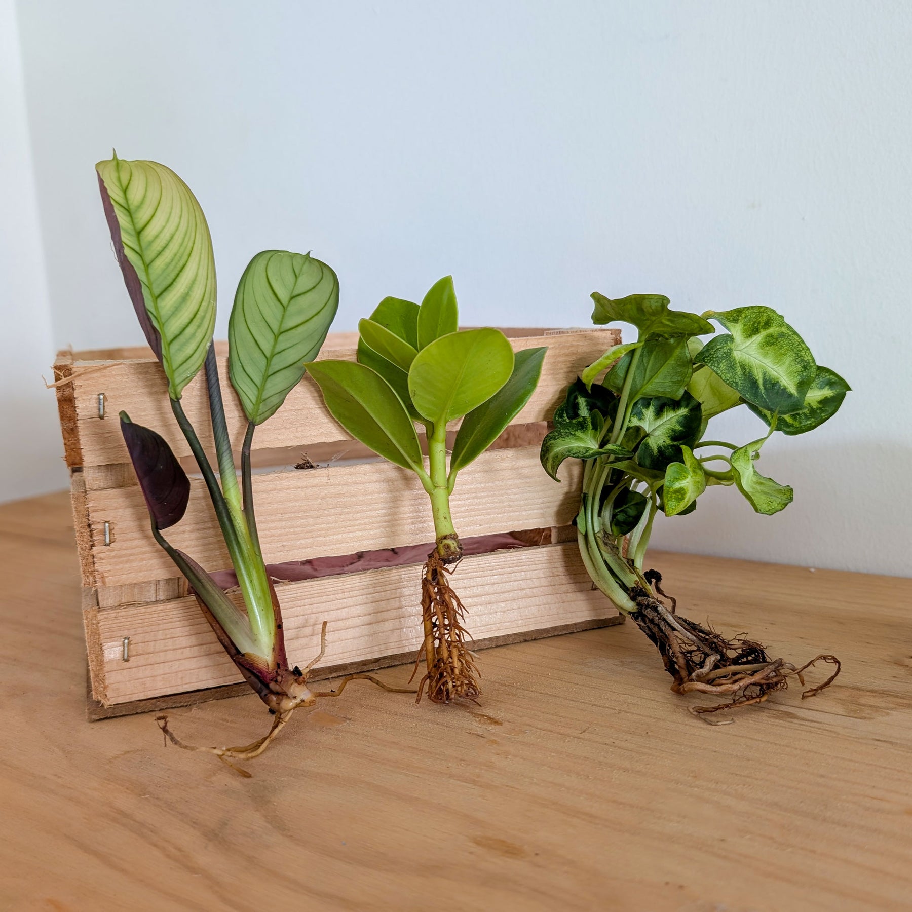 Syngonium Pixie, Clusia Princess, Ctenanthe Amagris