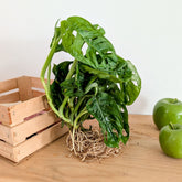 Monstera 25/35