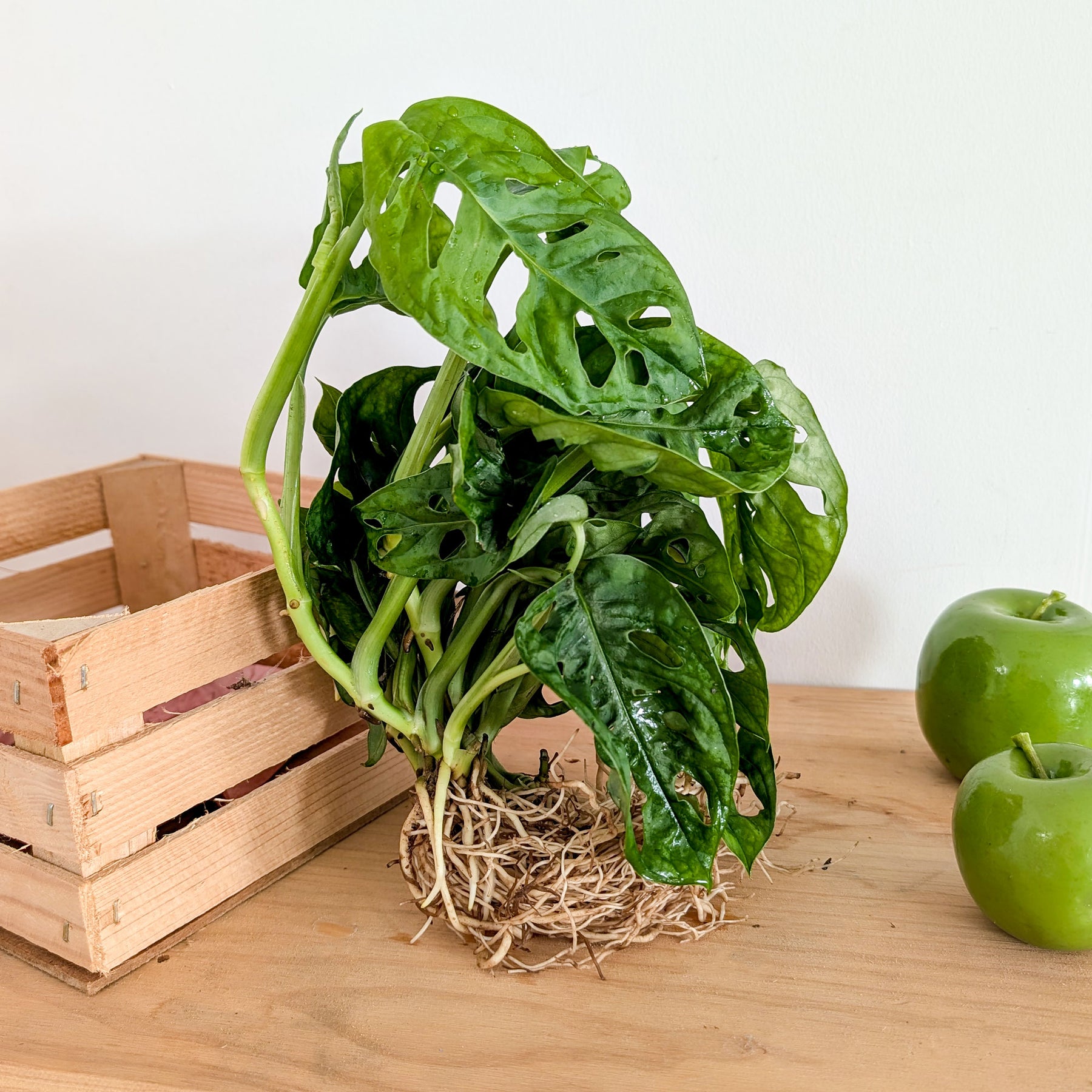 Monstera 25/35