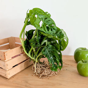 Monstera 25/35
