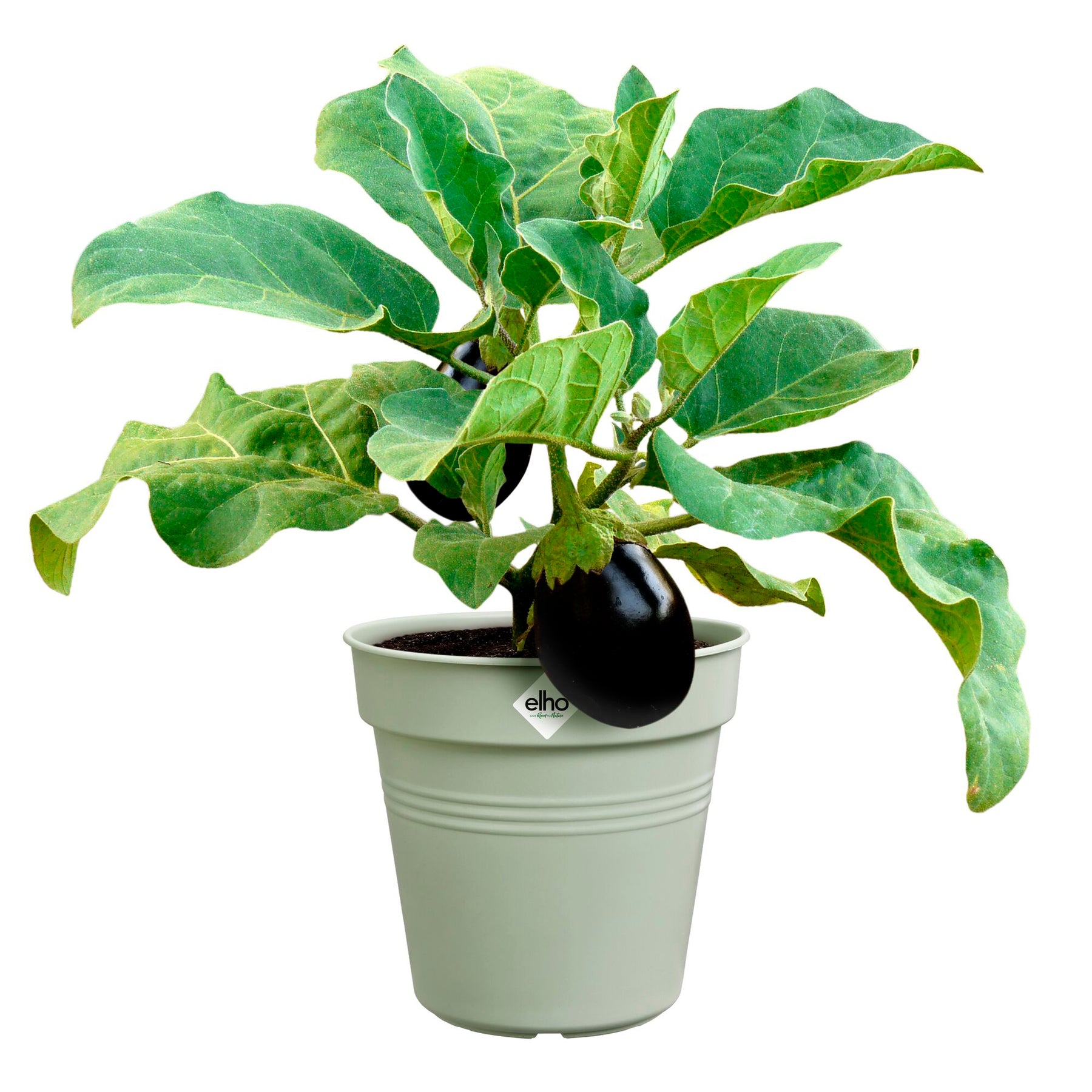  - Pot de culture Green Basics Vert pierre - Cache-pots & Pots