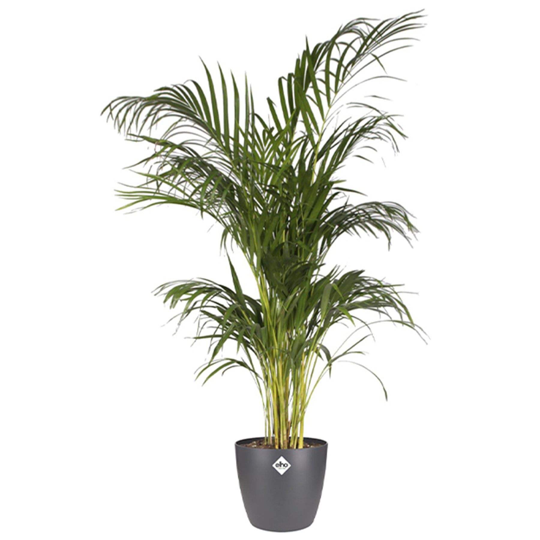 Vente Cache-pot Brussels Round anthracite ELHO - Cache-pots & Pots