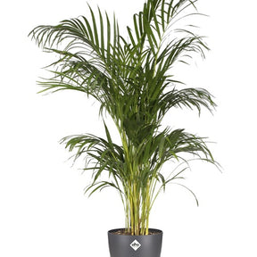 Vente Cache-pots - Cache-pot Brussels Round anthracite ELHO