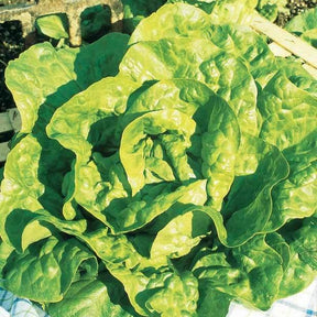 Vente Collection de 7 sachets de graines pour potager - 