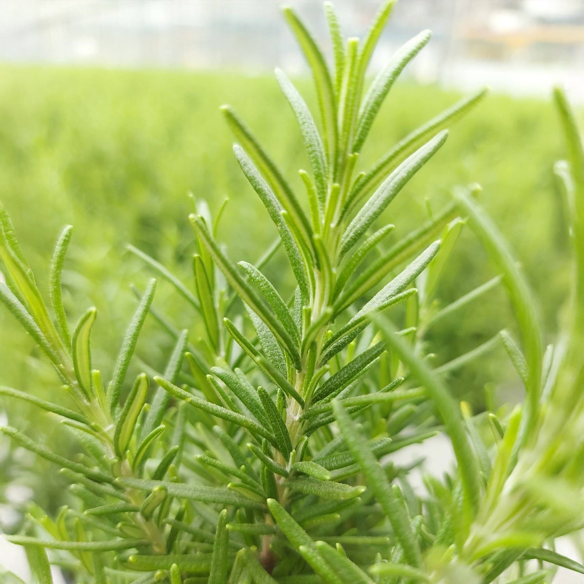 Romarin de Noël - Salvia rosmarinus - Willemse