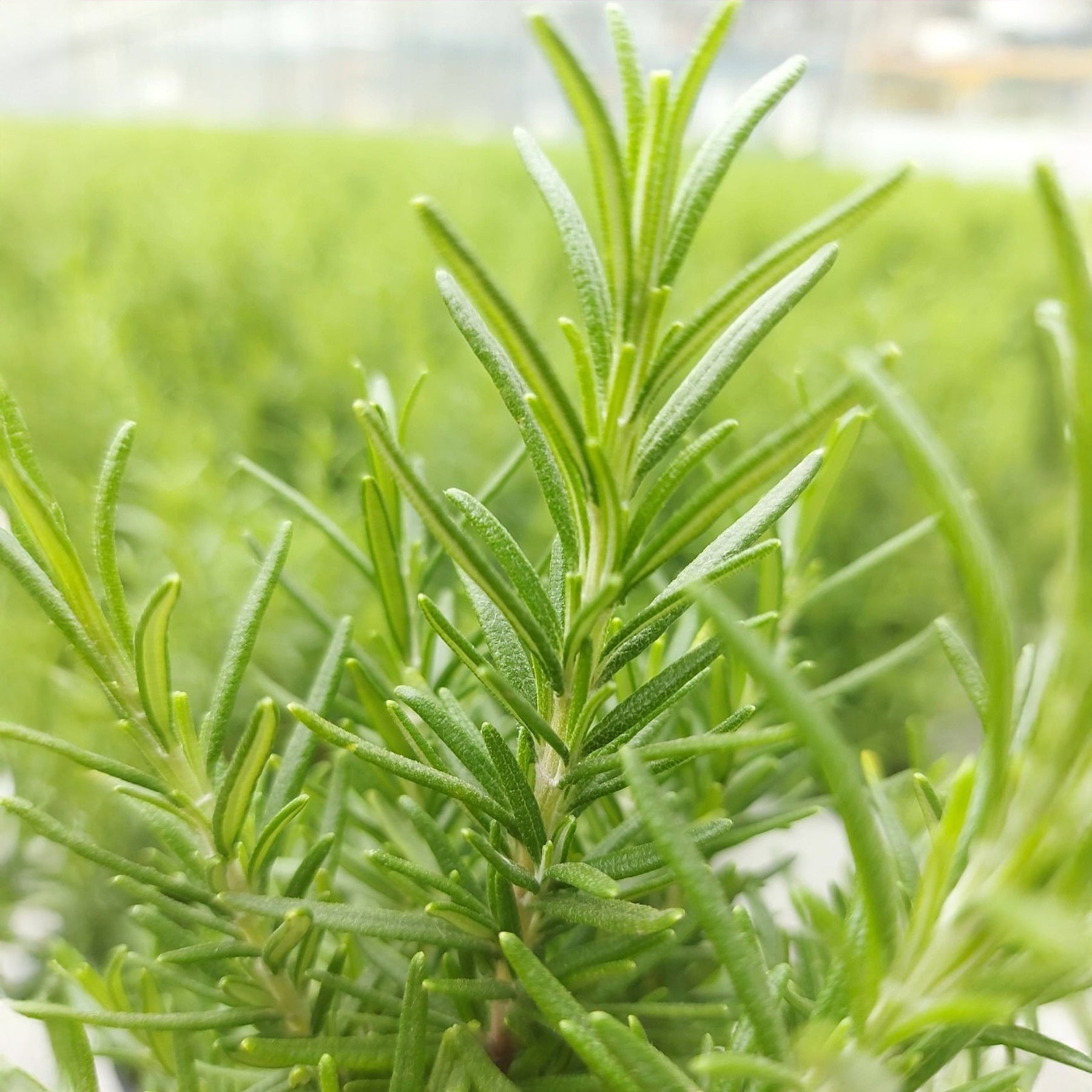 Romarin de Noël - Salvia rosmarinus - Willemse