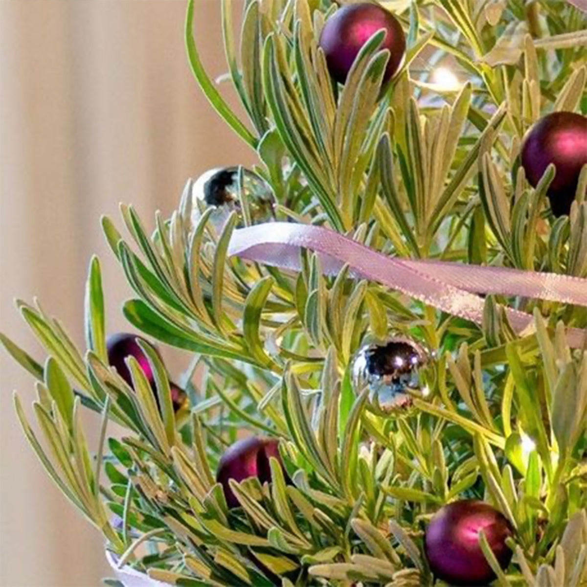 Lavande de Noël - Lavandula - Willemse