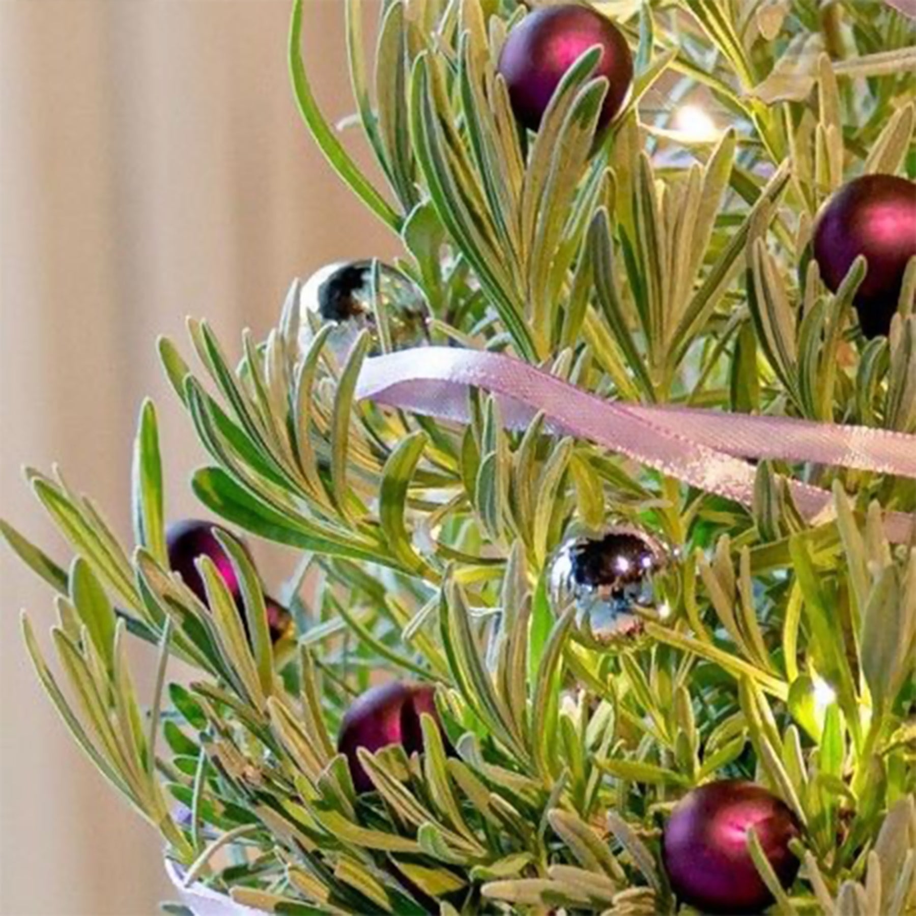 Lavande de Noël - Lavandula - Willemse