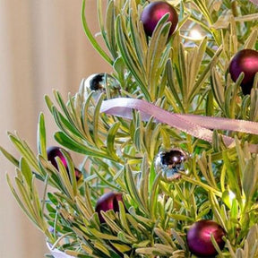 Lavande de Noël - Lavandula - Willemse