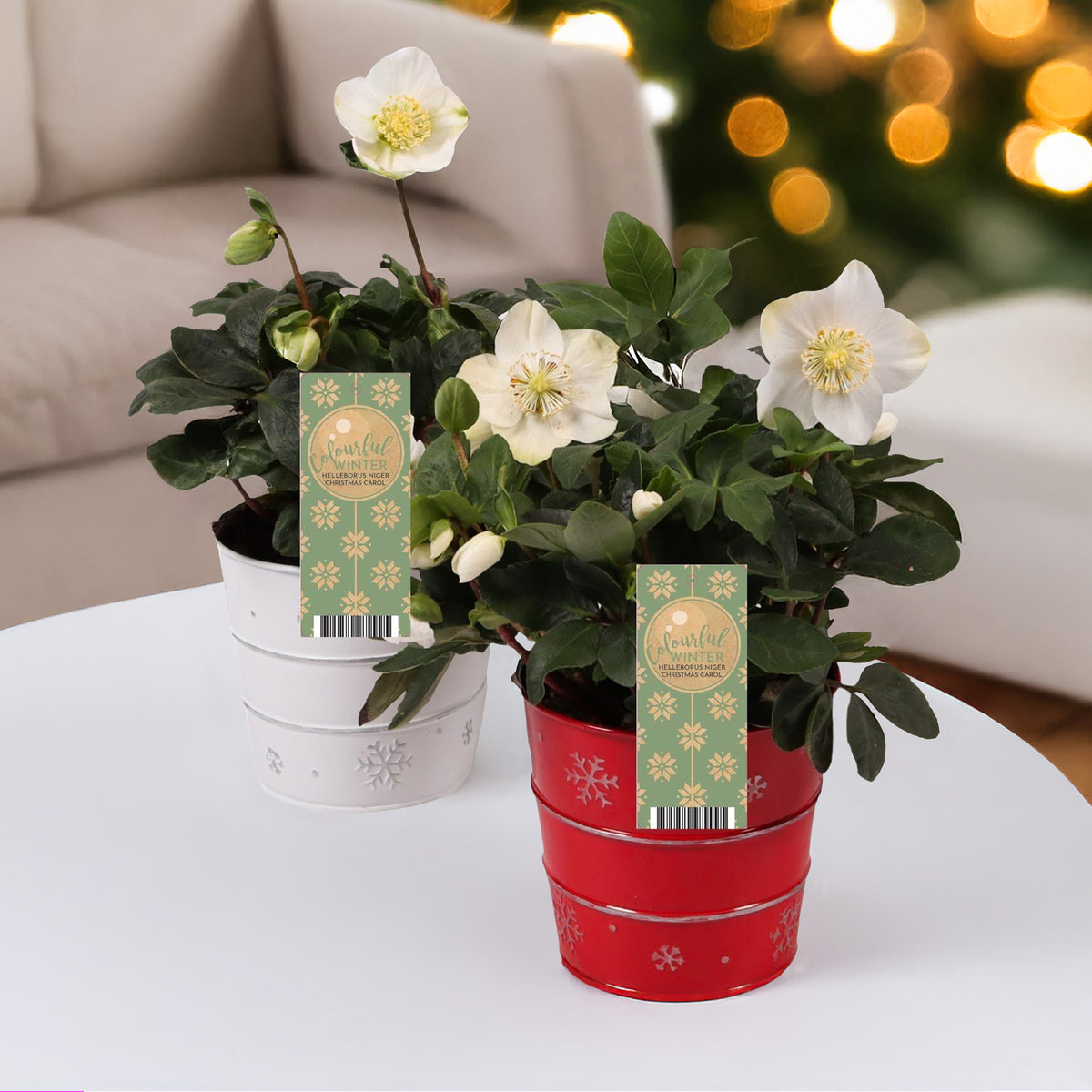 Héllébore de Noel et son pot de Noël - Willemse