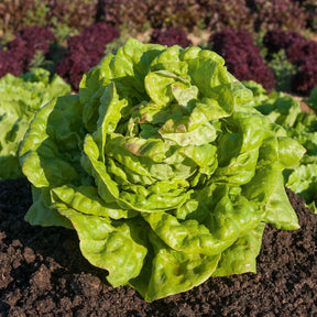 Lactuca sativa Reine de Mai - Laitue pommée Reine de Mai - Salades