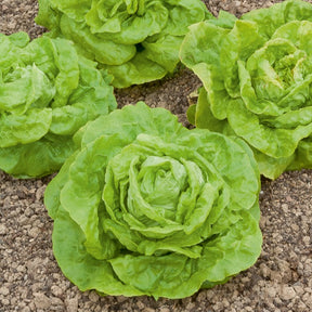 Laitue pommée Gotte Jaune d'or - Lactuca sativa gotte jaune d'or - Willemse