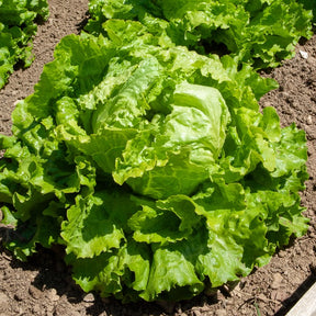 Lactuca sativa Blonde de Paris, Rouge grenobloise, Dorée de printemps - Collection de 3 salades Batavia - Salades