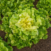 Chicorée scarole Blonde à coeur plein - Willemse