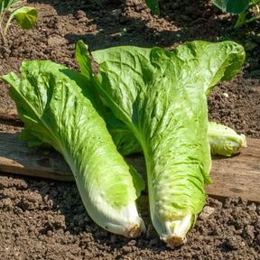 Cichorium  intybus améliorée pain de sucre - Chicorée sauvage Améliorée pain de sucre - Chicorée
