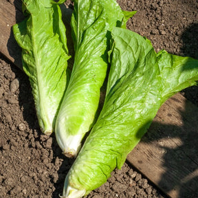 Chicorée - Chicorée sauvage Améliorée pain de sucre - Cichorium  intybus améliorée pain de sucre