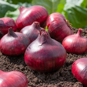 Oignon tardif Rouge foncé de Brunswick