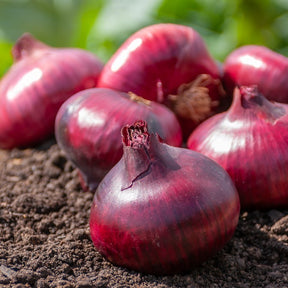 Oignon tardif Rouge foncé de Brunswick - Allium cepa rouge foncé de brunswick - Willemse