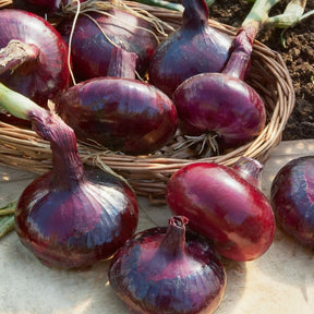 Allium cepa rouge foncé de brunswick - Oignon tardif Rouge foncé de Brunswick - Graines d'oignons
