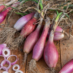 Oignon Rouge long de Florence - Allium cepa long de florence - Willemse