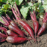 Betterave rouge Cylindra - Willemse