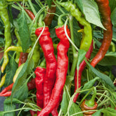 Piment Doux très long des Landes - Willemse