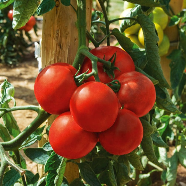Tomate Montfavet 63/5 F1 (Obt. INRA)
