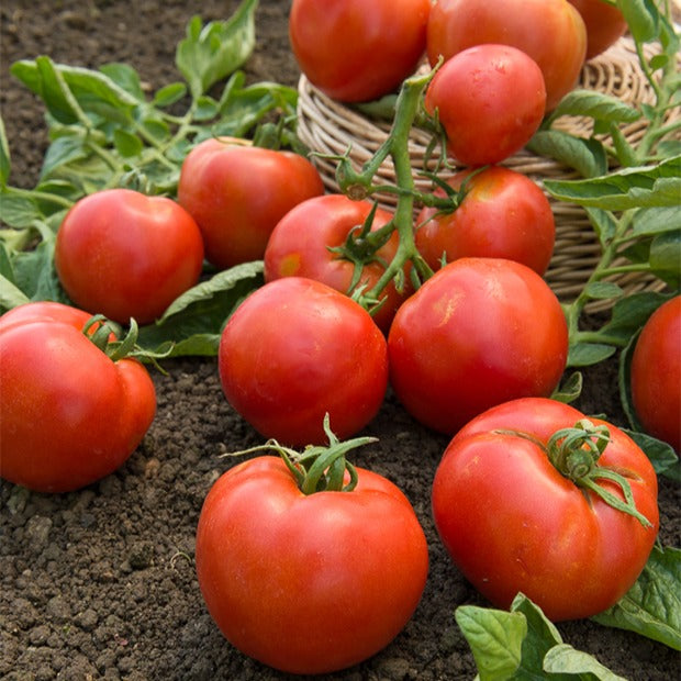 Tomate Montfavet 63/5 F1 (Obt. INRA)