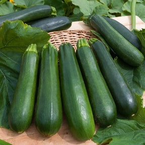 Collection de 7 sachets de graines pour potager -  - Willemse