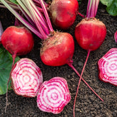 Betterave rouge Chioggia - Willemse