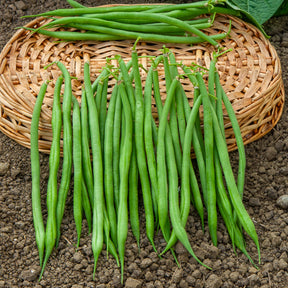 Collection de 3x100g de haricots nains contender, king horn wax, ai - Collection d'Haricots nains - Haricots