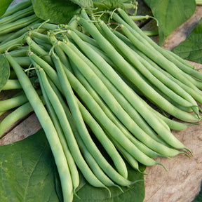Vente Collection de 7 sachets de graines pour potager - Collections de graines